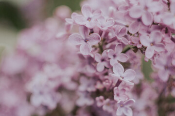 close up view of lilac branch on a bush in nature, spring flowers bloom, very soft selective focus, gentle toning, good for background with copyspace for text