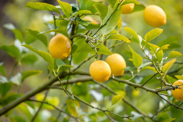 Fruit of lemon, on the branch