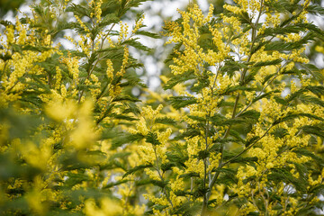 Yellow acacia flower, silver wattle