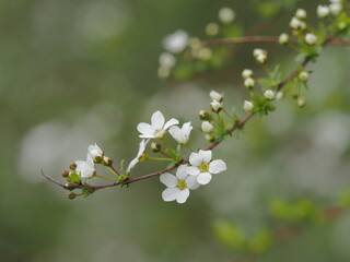 小さな小花のユキヤナギ