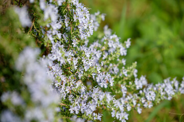 Rosemary flowers in full bloom