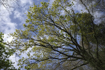 Trees in an urban park with spring flowers