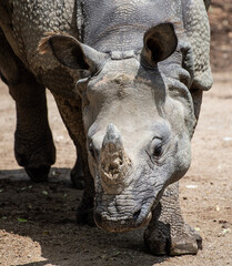 Obraz premium Nashorn