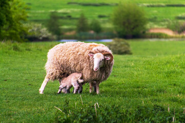 Young lamb suckling on its mother.