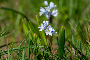 Puschkinia scilloides early spring bulbous flowers in bloom, small white and blue flowering plant,...
