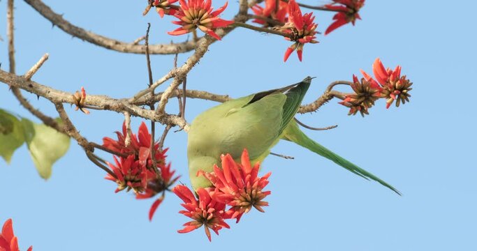 Slow-motion footage of a green Parrot drinks nectar from blooming red flowers