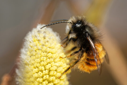 Gehörnte Mauerbiene am Weidenkätzchen