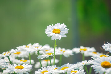 Fototapeta premium field daisies. many summer flowers in meadow on sunny day