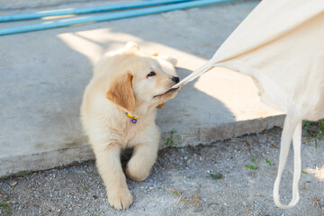 Golden retriever Puppy bite a fabric bag.