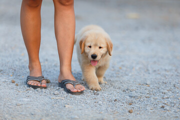 The golden retriever puppy walking close together his owner.