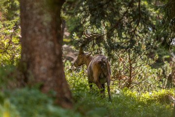 Alpine ibex (Capra ibex) at Benediktenwand mountain, Bavaria, Germany