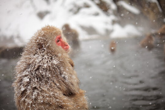 764 件の最適な 温泉に入る猿 画像 ストック写真 ベクター Adobe Stock