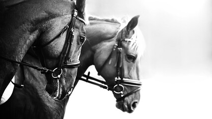Obraz premium Black and white image of two beautiful horses with bridles on their muzzles. Equestrian sports.