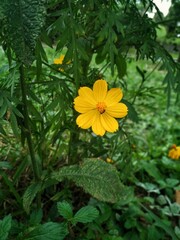 yellow flower in the garden