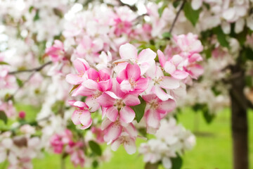 Fototapeta na wymiar Branch of a blossoming decorative apple tree with buds and flowers