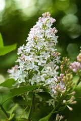 A branch of blooming decorative lilacs with buds and flowers