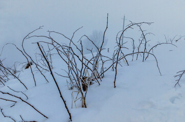 Fototapeta na wymiar winter fog dried flowers and shrubs on the hill morning silence minimalism