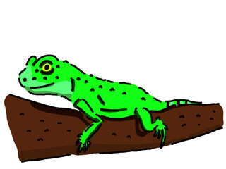 インドシナウォータードラゴン