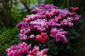Obraz premium Flower carpet of red and pink, purple cyclamen persicum plants in the garden. Winter flowers: cyclamen flowers in a greenhouse, landscape orientation.
