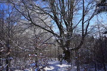 Winter walk in Brdy Hills in Central Bohemia, Czech Republic, including Padrtske Lakes in the snow.