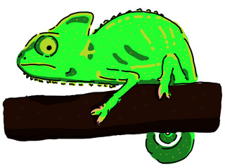 エボシカメレオン