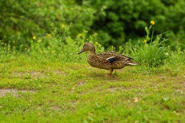 Small Domestic ducks on green grass springtime