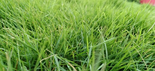 green grass background