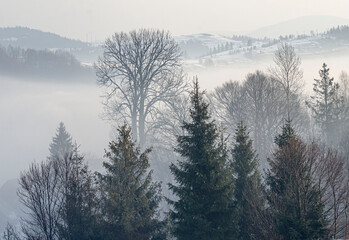 winter fog dried flowers and shrubs on the hill morning silence in the mountains minimalism