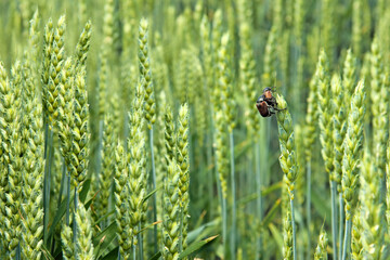 Green wheat field, close-up insects on a ears of grain