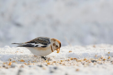 Snow Bunting, Plectrophenax nivalis, foraging in winter