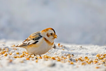 Snow Bunting, Plectrophenax nivalis, picking corn kernals