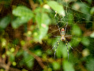 spider on web