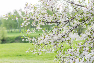 Blossoming decorative cherry branch with buds and flowers, focus on foreground