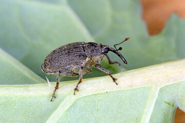 Ceutorhynchus napi weevil of beetle from family Curculionidae. This is pest of oil rape plants.