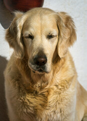 veterinario salud sue&ntilde;o labrador canina