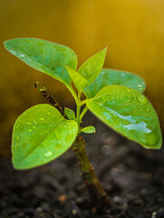 planta crecer primavera sol jardín