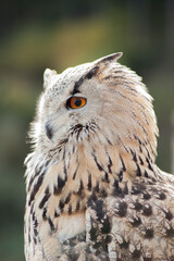 Close view of a white simple owl in the captivity. Natural background.