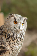 Close view of a white simple owl in the captivity. Natural background.