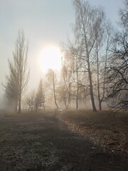 morning in the fog