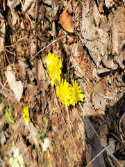 forsythia 21.02.13