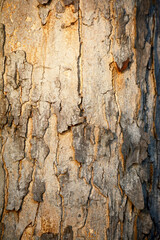 Bark of tree. Nature wallpaper