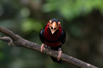 Smiling Bearded barbet perching on the tree branch.