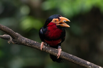 Bearded barbet perching on the tree branch.
