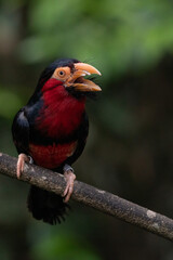 Bearded barbet perching on the tree branch.