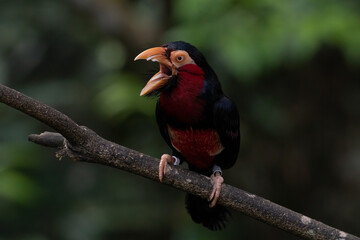 Bearded barbet perching on the tree branch.
