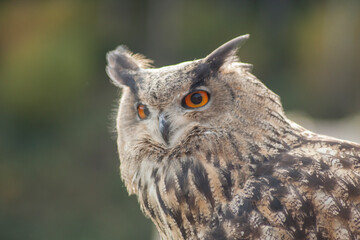 Close view of a white simple owl in the captivity. Natural background.