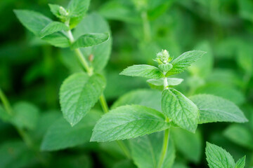 Close up of beautiful fresh mint in the garden