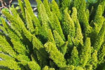 asparagus fern, plume asparagus, asparagus densiflorus or foxtail fern green stalks close-up, horizontal outdoors summer tropical floral and botanical stock photo image background - Powered by Adobe