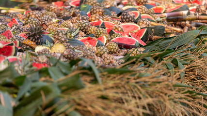 Watermelon, lots of pineapples, food for elephants To reduce hunger for elephants during COVID without tourists to feed elephants in Thailand