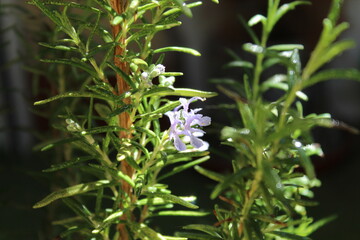 flores con gotas del rocío de la mañana en el jardin
